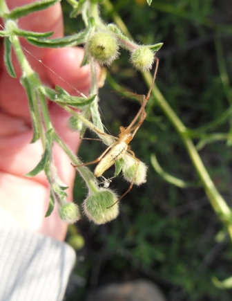 Eusparassus sp. e Tetragnatha sp. da identificare